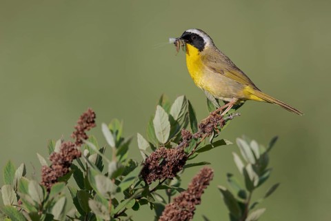 Common Yellowthroat (Geothlypis trichas) perched on a branch in Victoria, BC, Canada