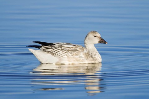 Snow Goose Chen caerulescens Bosque del Apache National Wildlife Refuge, New Mexico, United States