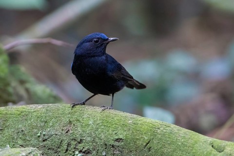 White-tailed Robin (Myiomela leucura) male perched on a branch, Cuc Phuong, Vietnam