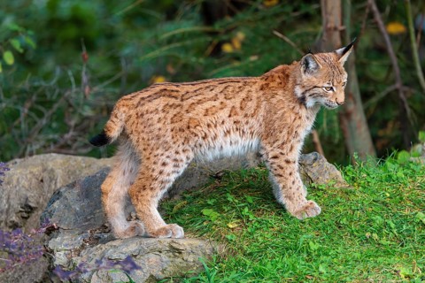 A young Eurasian lynx (Lynx lynx) stands in a green meadow on a rock