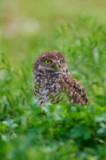 Burrowing owl (Speotyto cunicularia), sitting in a meadow, Pembroke Pines, Florida, USA