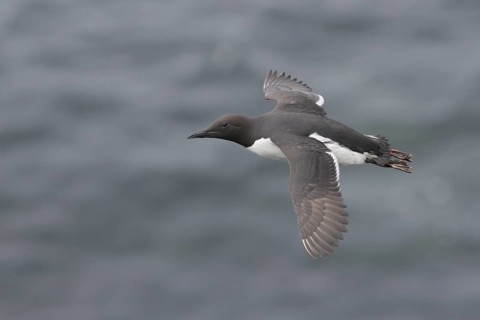 Common Murre (Uria aalge) flying, Alaska, USA