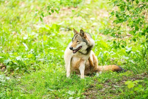 European gray wolf (Canis lupus lupus) on a meadow, Germany