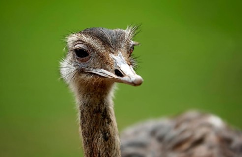 Nandu, Pampastrauss (Rhea americana), head, animal portrait, Vogelpark Schotten, Vogelsberg, Hesse,