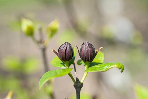 Calycanthus floridus, Saxon State Institute for L, Germany