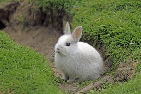 Domestic rabbit (Oryctolagus cuniculus)