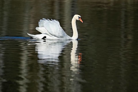 Mute swan (Cygnus olor), swimming in the morning light on the Flachsee, nature reserve, Reusstal,