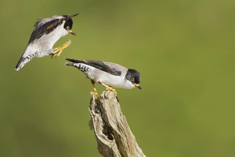 Varied Sittella (Daphoenositta chrysoptera), Western Australia, Australia