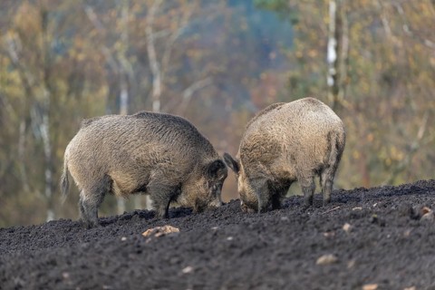 Two wild boar or wild pig (Sus scrofa), walking over a muddy opening searching for food, with an