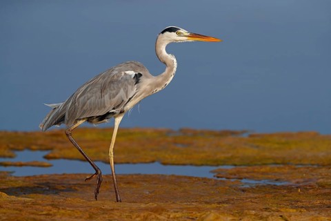 Great Egret, Heron, foraging, (Ardea cinerea) Muscat, Al Qurm Park, Muscat, Oman