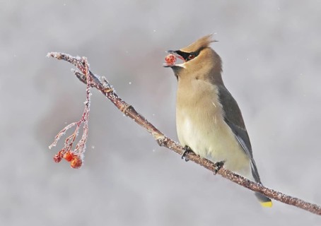 Cedar Waxwing (Bombycilla cedrorum) feeding on red berries, Saskatchewan, Canada