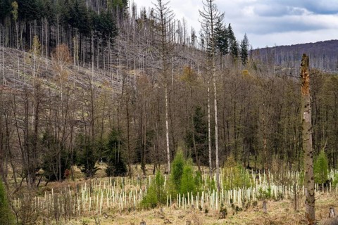 Newly planted trees, dead spruce forest in the background, forest dieback in the Arnsberg Forest