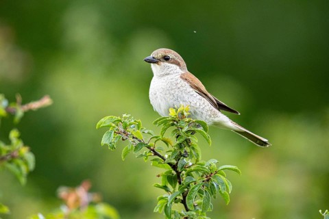 Red-backed shrike (Lanius collurio) wbl Germany