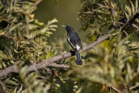Pied Honeyeater (Certhionyx variegatus) male perched on a branch, Victoria, Australia