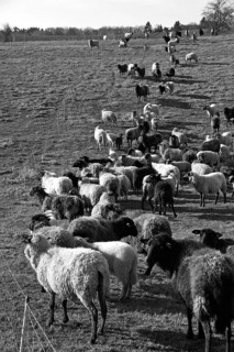 Sheep (Ovis gmelini aries) on pasture, black and white, Bentin, Mecklenburg-Vorpommern, Germany
