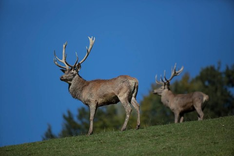 Red Deer stag at the rutting season. Sky in background