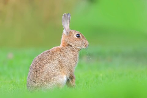 Wild rabbit (Oryctolagus cuniculus), in a meadow, adult, alert, wildlife, nature photography,
