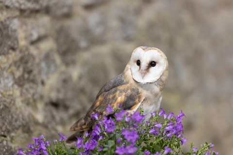 Western Barn Owl (Tyto alba) captive, Germany