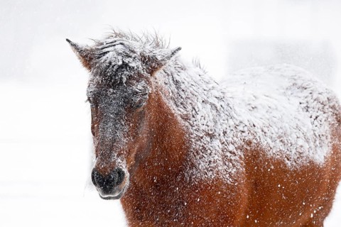 Icelandic horse (Equus islandicus) covered with snow and ice in winter in a snowstorm,