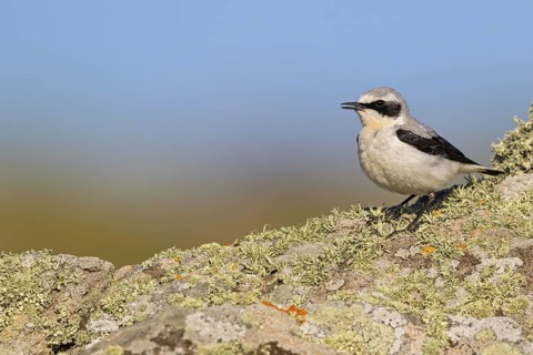 Wheatear, (Oenanthe oenanthe), biotope, habitat, animals, birds, family of passerines, perch,