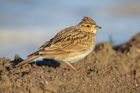 Skylark, Eurasian Sky Lark, Eurasian Skylark, Alauda arvensis, Alouette des champs, Alondra Com?n,