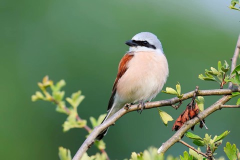Red-backed shrike (Lanius collurio), male, North Rhine-Westphalia, Germany