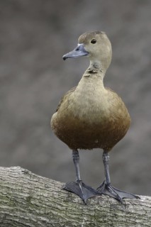 Lesser Whistling Duck (Dendrocygna javanica), Florida, USA