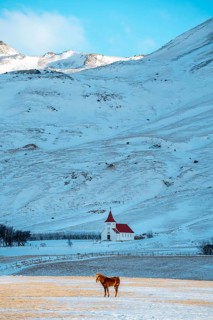 A lone horse stands in a tranquil snowy field against the backdrop of Iceland's serene winter