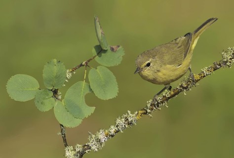 Orange-crowned Warbler (Leiothlypis celata), British Columbia, Canada