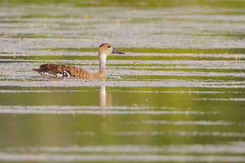 West Indian Whistling Duck (Dendrocygna arborea) feeding in a lagoon in Cuba