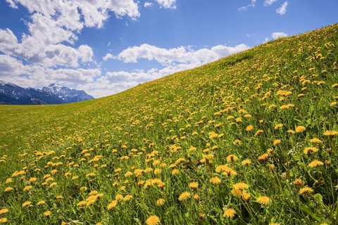 Flowering dandelion meadow (Taraxacum), natural landscape near Füssen, Ostallgäu, Bavaria, Germany
