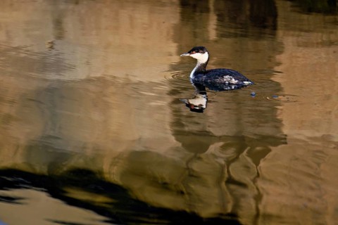 Slavonian grebe (Podiceps auritus), adult, in a white plumage, winter plumage, swimming in Lake