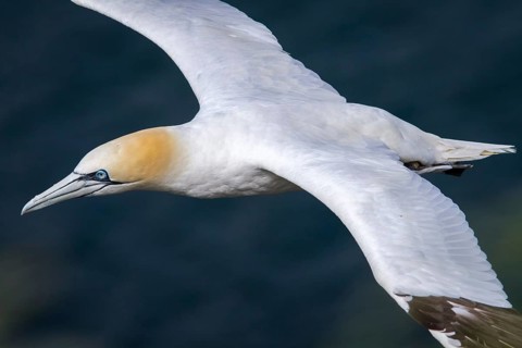 Northern Gannet (Morus bassanus), flying, East Yorkshire, United Kingdom