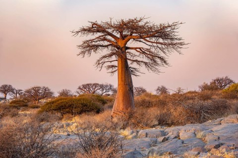African baobab or baobab tree (Adansonia digitata), at sunrise, Kubu Island (Lekubu), Sowa Pan,
