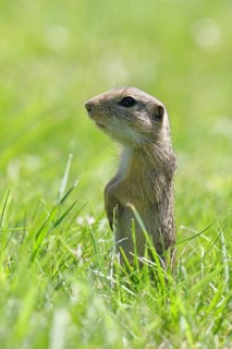 European ground squirrel (Spermophilus citellus) standing upright in a meadow, Burgenland Austria