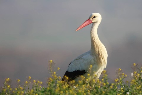 White Stork (Ciconia ciconia), Spain