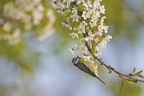 Eurasian Blue Tit (Cyanistes caeruleus), Rhineland-Palatinate, Germany
