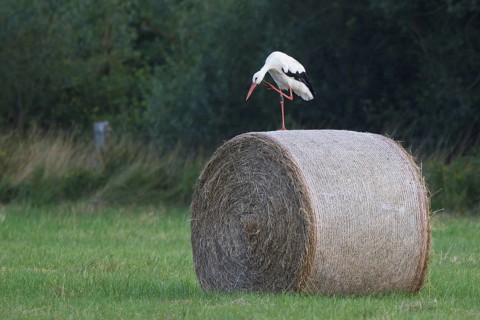 White Stork (Ciconia ciconia) female, North Rhine-Westphalia, Germany