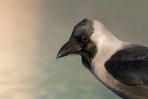 House Crow - Glanzkrähe - Corvus splendens, Oman