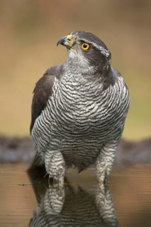 Havik, northern goshawk, Accipiter gentilis