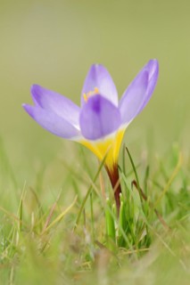Sieber crocus or Greek dwarf crocus (Crocus sieberi), North Rhine-Westphalia, Germany