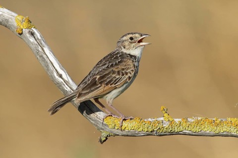 Horsfield's Bush Lark (Mirafra javanica) singing from branch, Victoria, Australia