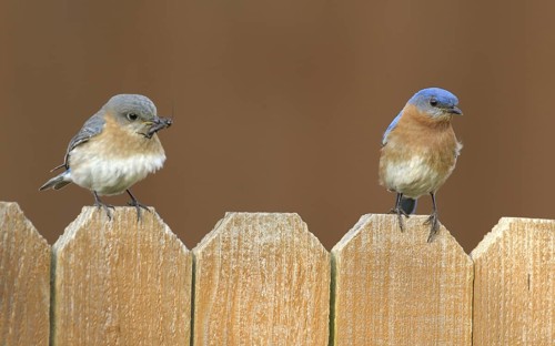 Eastern Bluebird (Sialia sialis), Texas, USA