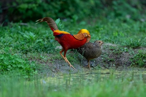 Golden Pheasant (Chrysolophus pictus) pair at a waterhole, Shanxi, China