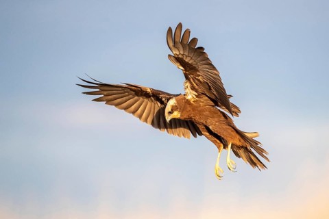 Western Marsh Harrier (Circus aeruginosus) female flying, Castile-La Mancha, Spain