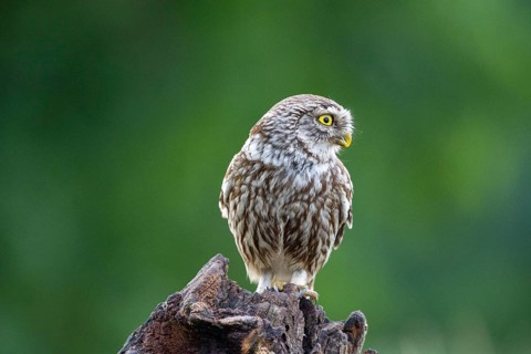 Little Owl (Athene noctua) Hungary