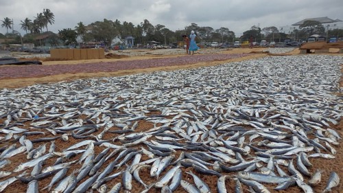 Countless fish, sardines (sardina pilchardus) lying to dry under a cloudy sky, Sri Lanka