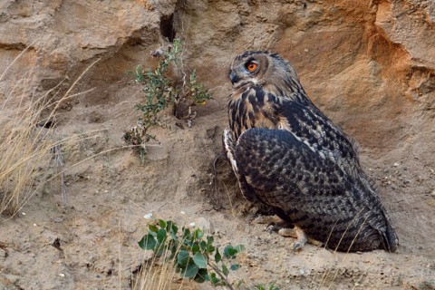 Eurasian Eagle-Owl (Bubo bubo) perched on the ground, North Rhine-Westphalia, Germany