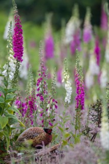 Common pheasant (Phasianus colchicus) adult male game cock bird amongst flowering foxglove plants