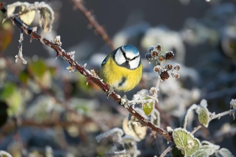 Blue tit (Cyanistes caeruleus) adult garden bird on a frosted covered bramble bush in a hedgerow in